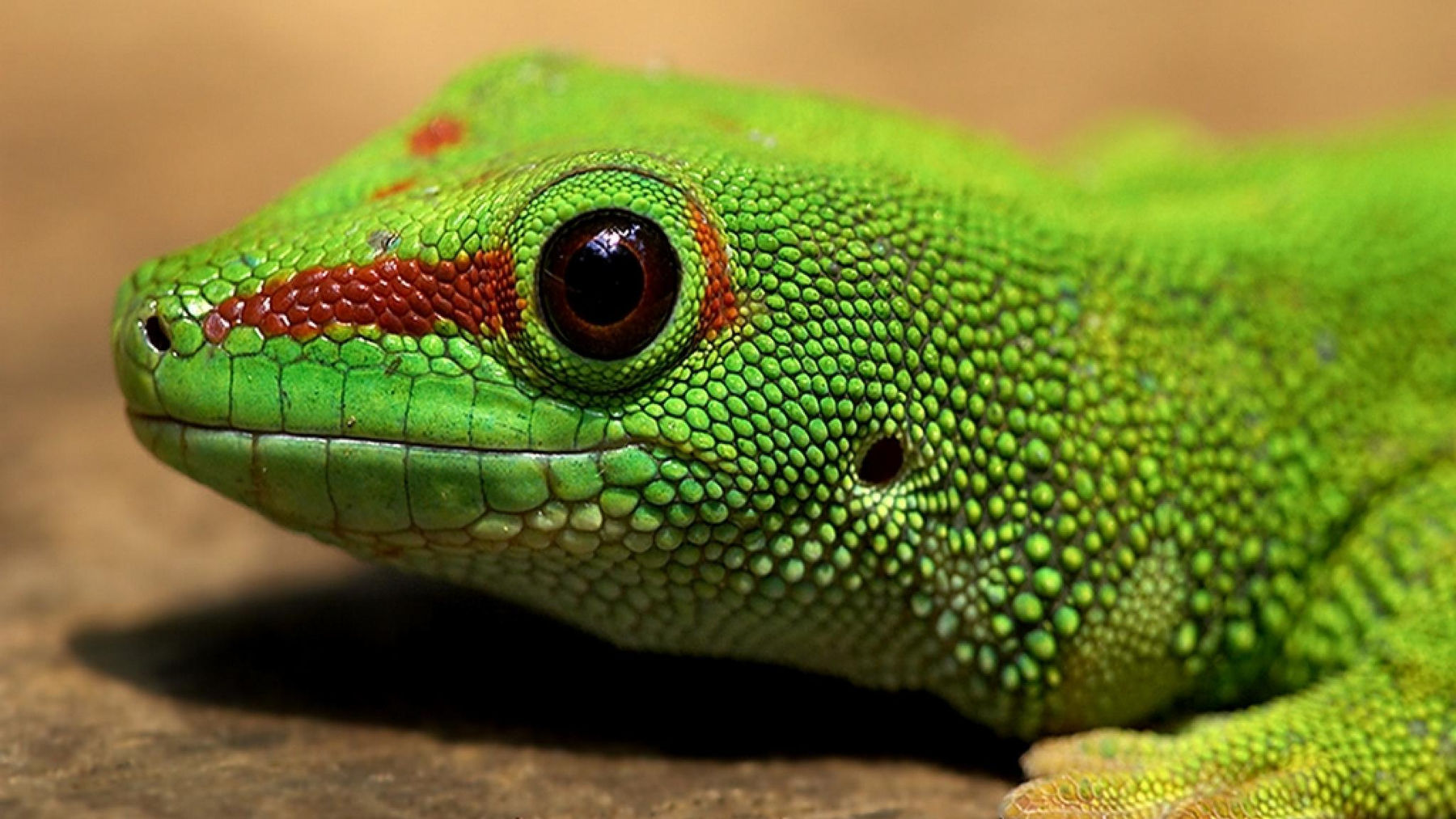 Gecko
